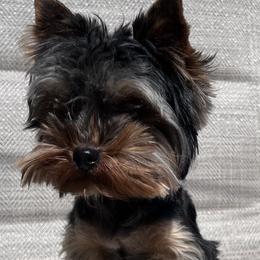 Yorkshire Terriers from Nalley Kennels