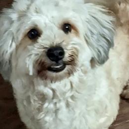 Havanese from 7th Heaven Havanese of Texas