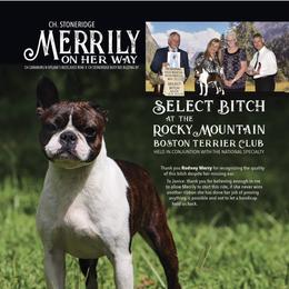 Merrily - Boston Terrier