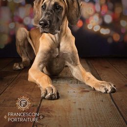 Taylor - Great Dane