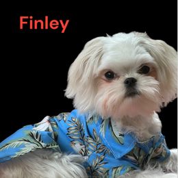 Finley - Maltese