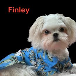Finley - Maltese