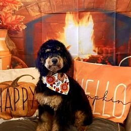 Poodle puppies from Hilary’s Doodle Ranch