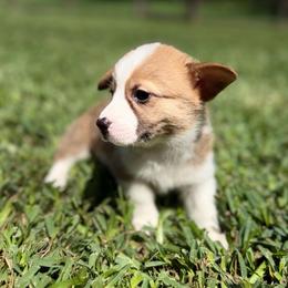 Ember - Red female Pembroke Welsh Corgi puppy in Magnolia, Texas from Wiggle Ranch Corgis