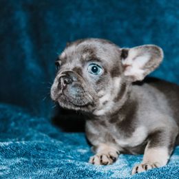 Puppy 2 - Blue fawn male French Bulldog puppy in Lincoln, Arkansas from Red Dirt Dachshunds