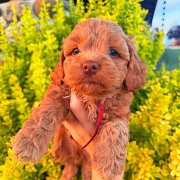 Flynn - Red male Cockapoo puppy in Millville, California from Hope Lane Kennels