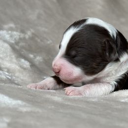 Bernedoodle Puppies from Huckleberry Bernedoodles