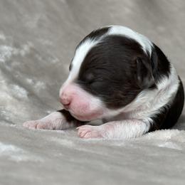 Bernedoodle Puppies from Huckleberry Bernedoodles