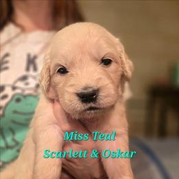 Miss Teal - Light golden female Golden Retriever puppy in Waynesburg, Ohio from Avalon English Retrievers