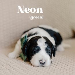 Neon - Black and white male Sheepadoodle puppy in Patterson, California from Dooling Doodles