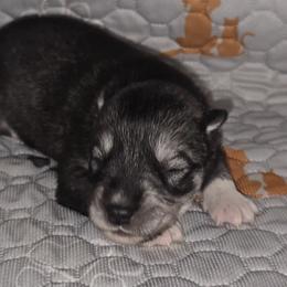 Cuddles - Agouti and white female Siberian Husky puppy in Kansas City, Missouri from Anuun's Huskies