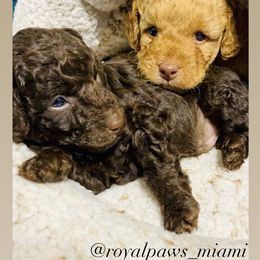 Goldendoodle and Poodle Puppies from RoyalPaws_Miami