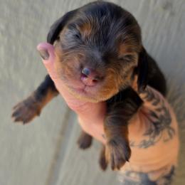 Black - Tan Dapple Male - Dapple male Dachshund puppy in Woodland, Washington from SJs Dachshunds