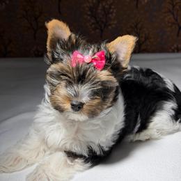 Pebbles -AKC  small 3650 - Black tan and white female Biewer Terrier puppy in Douglas, Georgia from Heartland small breeds