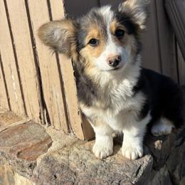 Girl 2 - female Pembroke Welsh Corgi puppy in Great Bend, Kansas from Mak-N-Hay Farms