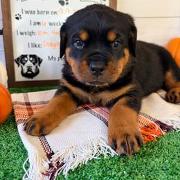 Daisy - Black and mahogany female Rottweiler puppy in Crivitz, Wisconsin from Khaotic Rottweilers