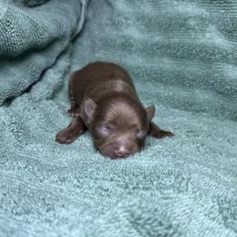 Tiny Chocolate girl - Chocolate female Pomeranian puppy in Saint Ignatius, Montana from Pomeranians Montana