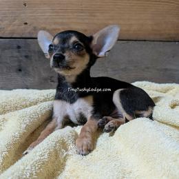 Stella - Companion Cross