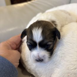 Jenny - Red sable female Havanese puppy in Independence, Iowa from EClair's Havanese