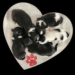 Havanese Puppies from Havanese Cuban Cuties