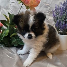 Serenity - Tri-colored female Pomeranian puppy in Newport News, Virginia from Itty bitty friends