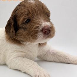 Elta - Parti female Saint Berdoodle puppy in Beach, North Dakota from Badland St. Berdoodles LLC