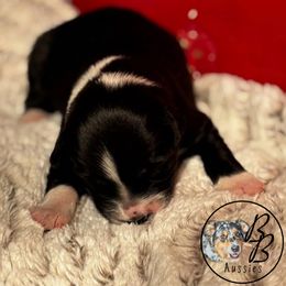 Australian Shepherd Puppies from Double B Aussies