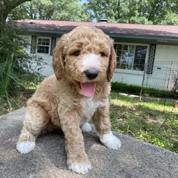 Belle - Apricot female Goldendoodle puppy in Texas from Doodles Divine