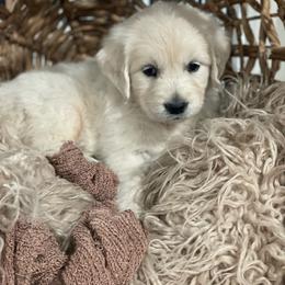 Mr Black - Light golden male Golden Retriever puppy in Morrill, Kansas from Grimm Girls Farm