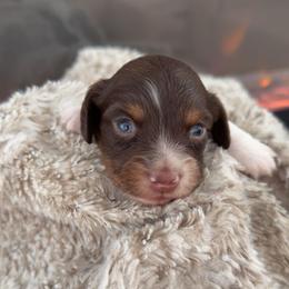 Tilly - Piebald female Dachshund puppy in North Fort Myers, Florida from Trust Fund Devil Kennel
