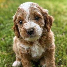 Boy 5 - Apricot male Goldendoodle puppy in Haleyville, Alabama from Susan’s Prefurred Doodles