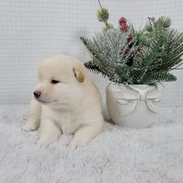 Lumi - Cream male Shiba Inu puppy in Sacramento, California from Shiba Inu of Matrix