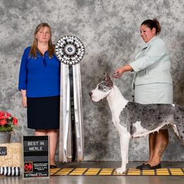 Great Danes from Dane Dreamin’