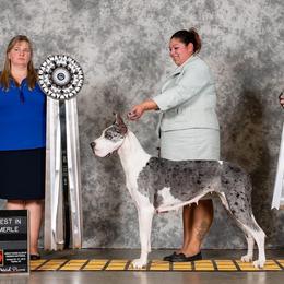 Great Danes from Dane Dreamin’