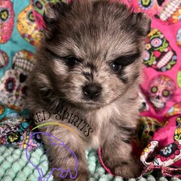 AKC Blueberry - Blue merle female Pomeranian puppy in Watkins Glen, New York from Wicked Spirits Pomeranians