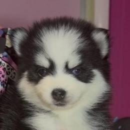 Twinkie - Black and white female Pomsky puppy in Spring Hill, Florida from PDQ Pomskies
