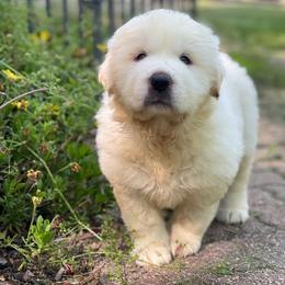 Yellow Girl - White female Great Pyrenees puppy in Red Bluff, California from River's Bend Walnut Orchard