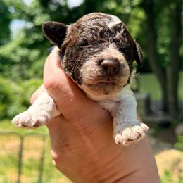 Boy 1- Navy collar - Brown male Lagotto Romagnolo puppy in Ashland, Ohio from SS Australian Shepherds