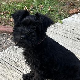 Zena - Miniature Schnauzer
