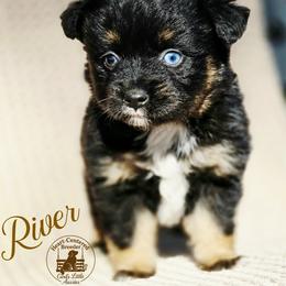 River - Black tri male Miniature Australian Shepherd puppy in Ennis, Texas from God’s Little Aussies
