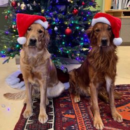 Golden Retriever All Grown Up from Grayling Golden Retrievers