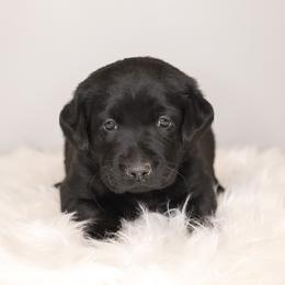 Labrador Retriever Puppies from AGL Retrievers