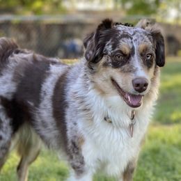 Lucy - Miniature Australian Shepherd