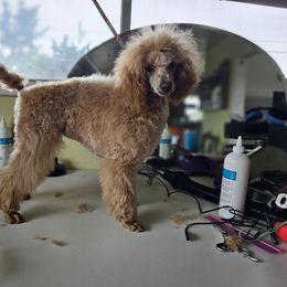 Girl 4 - Apricot Poodle puppy in Lebanon, Oregon from E-Lattion Miniature Poodles LLC