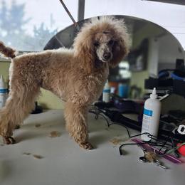 Girl 4 - Apricot Poodle puppy in Lebanon, Oregon from E-Lattion Miniature Poodles LLC