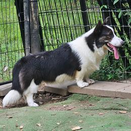 Girl 1 - Black and white female American Corgi puppy in Natchitoches. La, Louisiana from Bleu Bayou Corgis