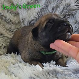 Indy's Green - Mahogany male Belgian Malinois puppy in Berry, Alabama from North River k9