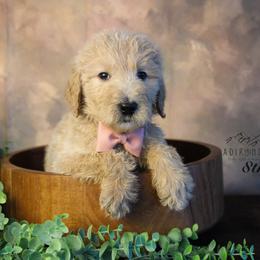 Bernedoodle and Goldendoodle Puppies from Adirondack Poodles Goldendoodles,Bernedoodles & Schnoodles