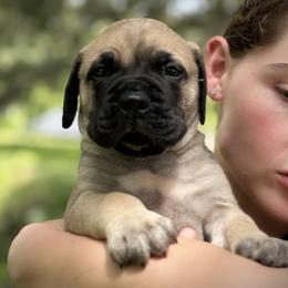 Bullmastiff Puppies from Olga Contant