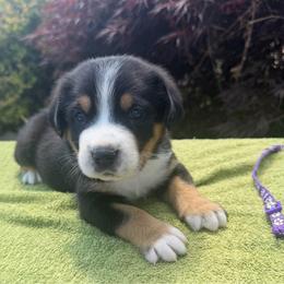 Purple Girl - Black, white and red female Greater Swiss Mountain Dog puppy in Oregon City, Oregon from Runamuck's Greater Swiss Mountain Dogs